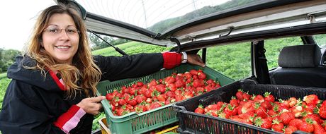 Nasbírat si jahody mete v kraji na nkolika hektarech. Do pepravek rozhodn bude co dávat. (Ilustraní snímek)