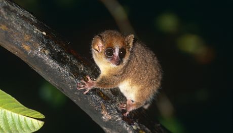 Jeden z nejmeních lemur svta: Microcebus rufus