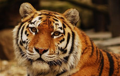 Tygr ussurijský. Ilustraní foto