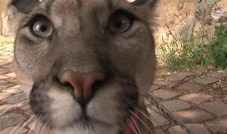 Procházející en se v Olomouci naskytl pekvapivý pohled do nepouívaného novinového stánku. Uvnit byla toti zavená puma, kterou si tam odloil majitel. (Ilustraní snímek)