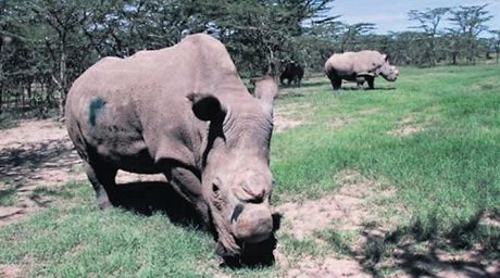 Bílí severní nosoroci odchovaní ve Dvoe Králové v keské rezervaci