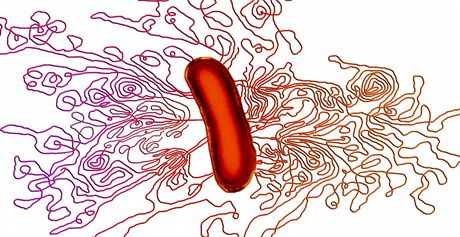 Bakterie E. coli, ze které se uvoluje její DNA