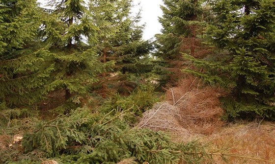 V Buovicích si lidé mohou v lesích nasbírat odpadní a suché devo (ilustraní snímek).