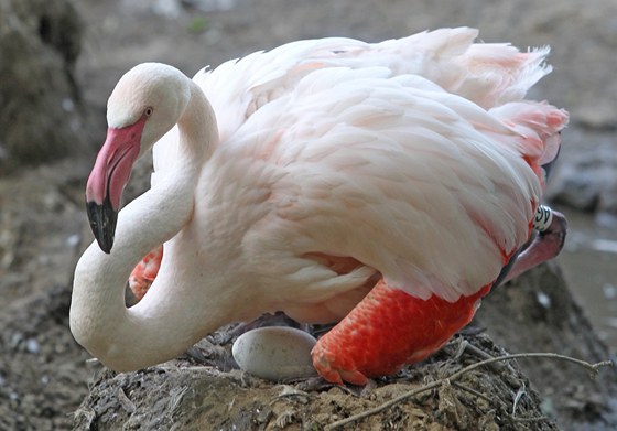 Plameák v jihlavské zoo