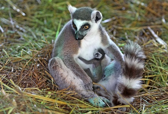 Lemur kata v jihlavské zoologické zahrad.