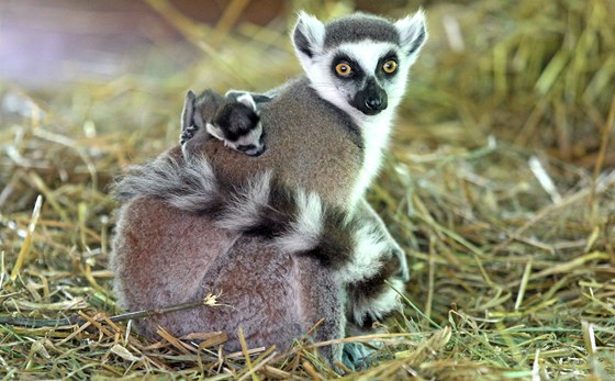 Lemur kata v jihlavské zoologické zahrad.