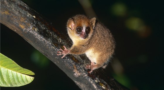 Jeden z nejmeních lemur svta: Microcebus rufus