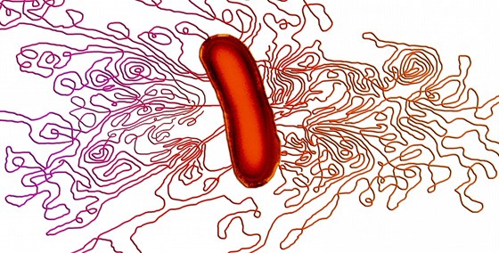 Bakterie E. coli, ze které se uvoluje její DNA