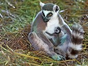 Lemur kata v jihlavsk zoologick zahrad.