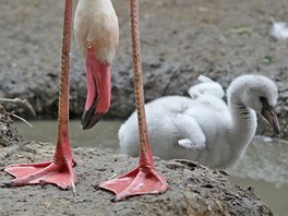 Mlata plamek v jihlavsk zoo