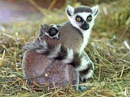 Lemur kata v jihlavsk zoologick zahrad.