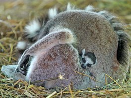 Lemur kata v jihlavsk zoologick zahrad.