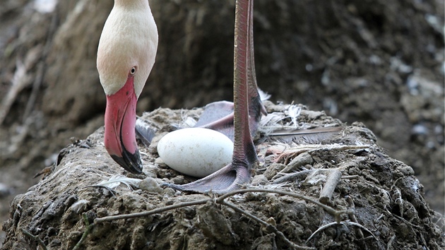 Plameák v jihlavské zoo