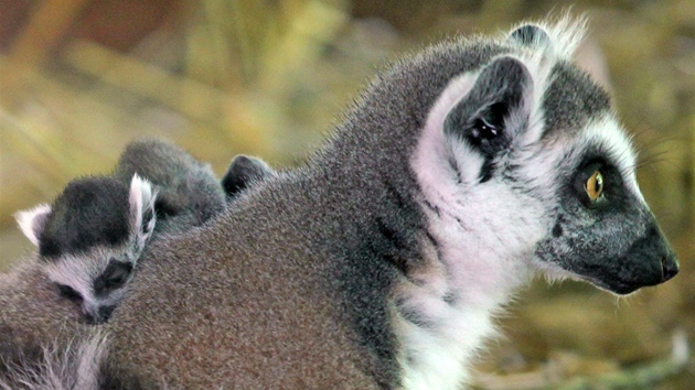 Lemur kata v jihlavské zoologické zahrad.