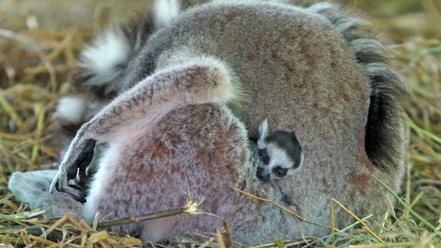 Lemur kata v jihlavské zoologické zahrad.