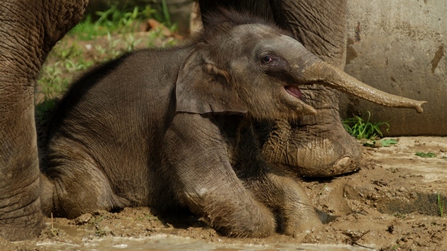 Takka dvoumsíní sloní holika si bahenní láze opravdu uívala.