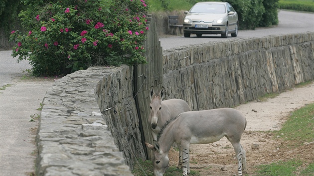 Safari s auty ve Dvoe Králové