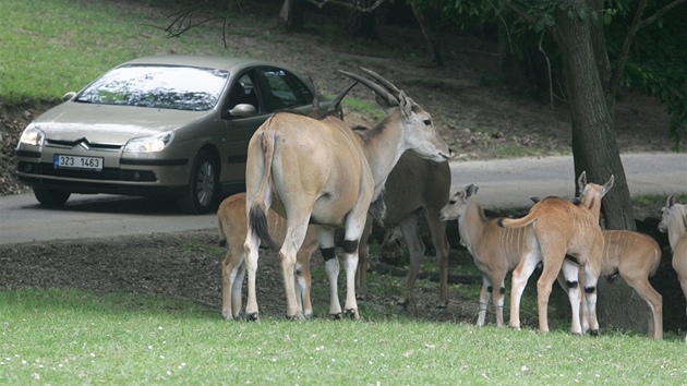 Safari s auty ve Dvoe Králové