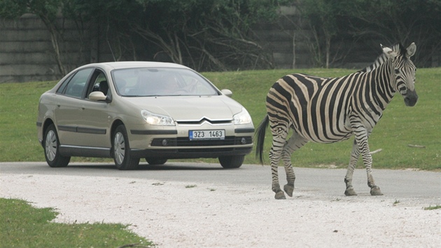 Safari s auty ve Dvoe Králové