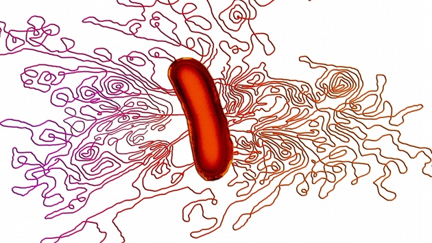 Bakterie E. coli, ze které se uvoluje její DNA