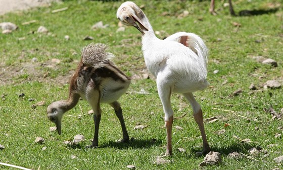 Nandu pampový v jihlavské zoologické zahrad.