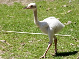 Nandu pampov v jihlavsk zoologick zahrad.