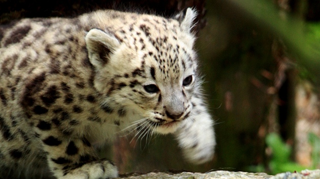 Mláata snného levharta z liberecké zoo na první vycházce.