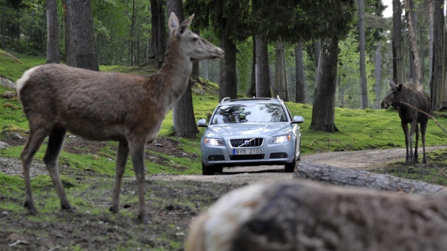Volvo vyvíjí systém chránící před střety se zvěří Volvo vyvíjí systém chránící před střety se zvěří
