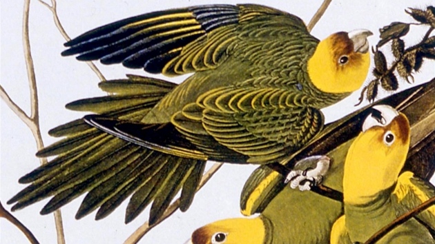 Papouci karolíntí doplatili na svá barevná pera, která se tak líbila dámám, ale i na zálibu Amerian ve stelb.