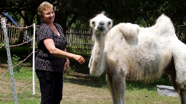Bílý velbloud Bumla a jeho majitelka Alena Eretová.