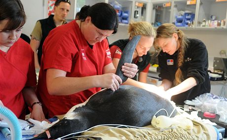 Veterinái uspali tuáka císaského, který se v pondlí objevil na plái Peka