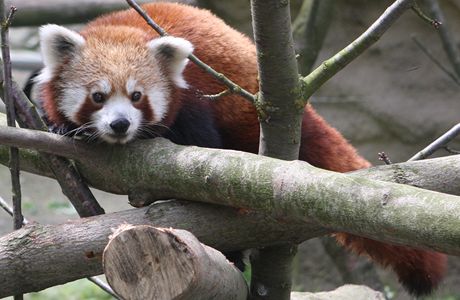 Panda ervená si v jihlavské zoo vyslouila pezdívku Kajínek.