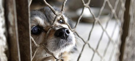 Zatoulané psy na Slovensku eká smrt - zem toti nemá zákon na ochranu zvíat. Dobrovolníci z Moravy se tak o ztracené psy ze sousedního státu hlásí. Ilustraní snímek