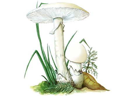 Muchomrku jarní (Amanita verna) si snadno mete splést se ampionem.