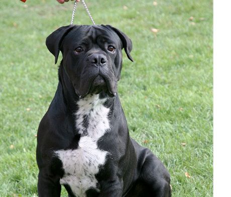 Byt, kde se dealerky ukrývaly drogy, bránil pes plemene cane corso (Ilustraní foto)