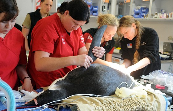 Veterinái uspali tuáka císaského, který se v pondlí objevil na plái Peka