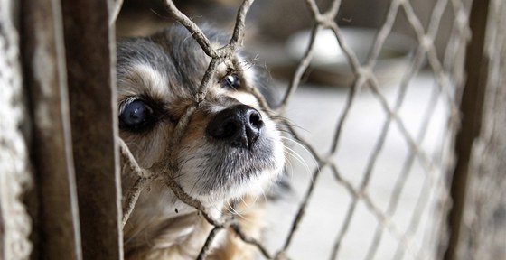 Zatoulané psy na Slovensku eká smrt - zem toti nemá zákon na ochranu zvíat. Dobrovolníci z Moravy se tak o ztracené psy ze sousedního státu hlásí. Ilustraní snímek