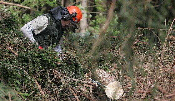 Dvvorubci v Knpolském lese pokácí více ne 300 náletových strom (ilustraní snímek).