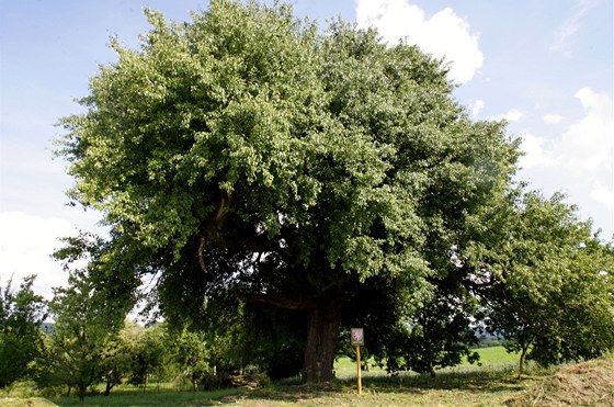 Památná hruka mezi obcemi Slavkov a Dolní Nmí.