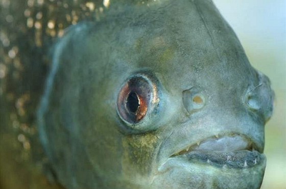 Rybáe na Mikulovsku pekvapil úlovek - z lomu toti vytáhl dravou pirau. Ilustraní snímek