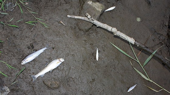 Z eky Svatavy vylovili piblin stovku uhynulých ryb.