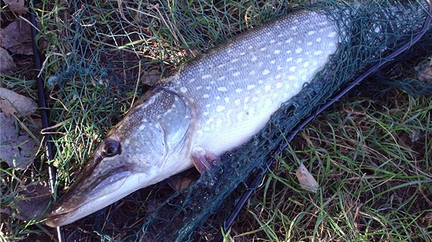 tika obecn (Esox lucius)