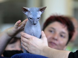 Populární koka don sphynx vypadal trochu jako z populárního velkofilmu Avatar