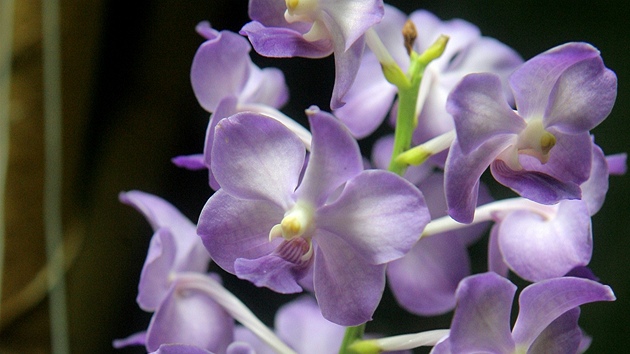 Botanická zahrada v Táboe vystavuje 200 orchidejí, na snímku si je prohlíí Václav Kopiva.