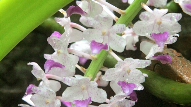 Botanická zahrada v Táboe vystavuje 200 orchidejí, na snímku si je prohlíí Václav Kopiva.