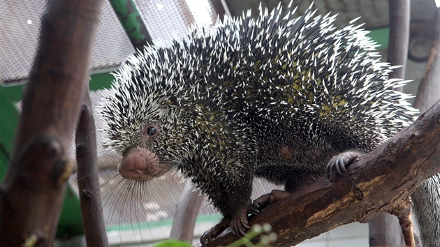 Dosplý kuandu obecný. Samice ze zlínské zoo.