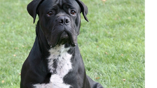 Cane Corso Italiano