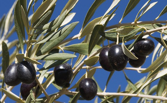 Plodem jsou malé oválné peckovice zvané olivy. Olivy jsou zprvu matn zelené,