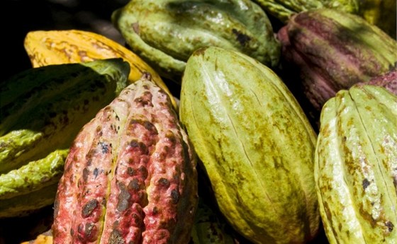 Plodem kakaovníku je asi 20 centimetr dlouhý lusk, který je mkký a pevný, vnitek je vyplnn lutou dení ve které jsou vedle sebe usazena oválná semena, která se nazývají kakaové boby. 