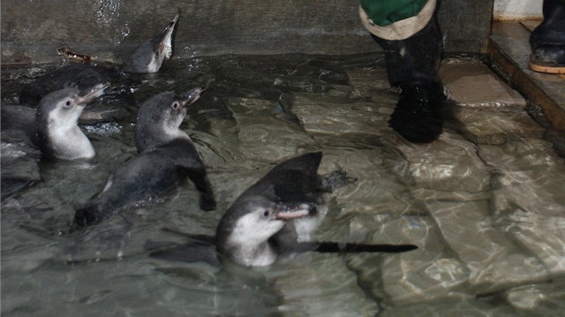 Loni o letních prázdninách zoo slavila nové pírstky. Mezi nimi i mlád kosmana zakrslého.